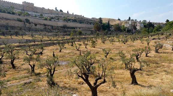 idron Valley from south with olive trees tb051906431 The Kidron Valley— Your Burial Can Point to Your Faith